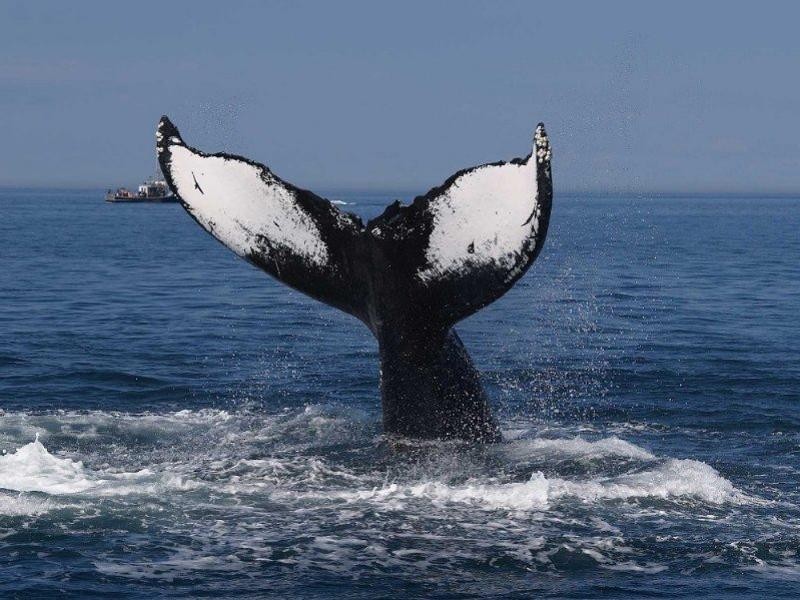 8 Taylor Street, Hervey Bay QLD 4655