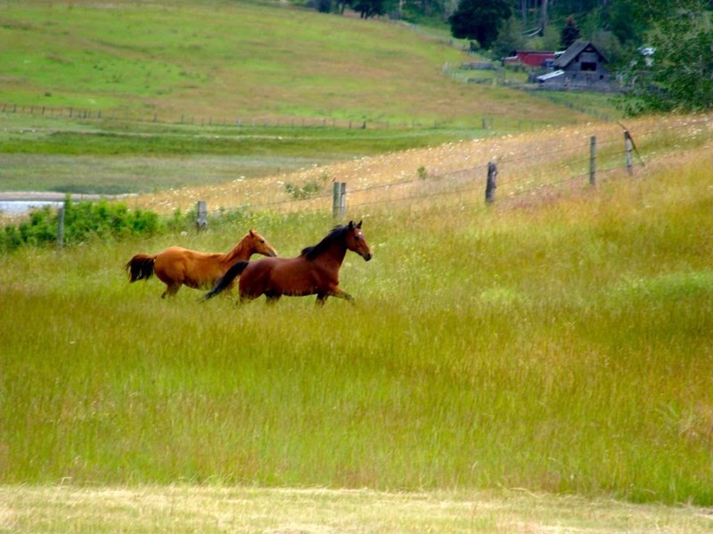 40 Lakeview Drive, Mickleham VIC 3064