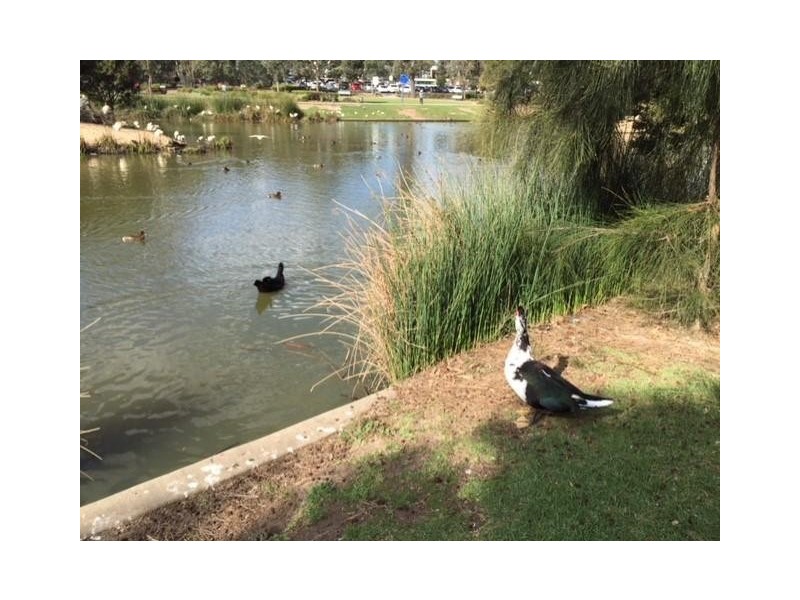 416/5 Vermont Crescent, Riverwood NSW 2210