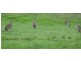 1081 Conway Road, Conway QLD 4800