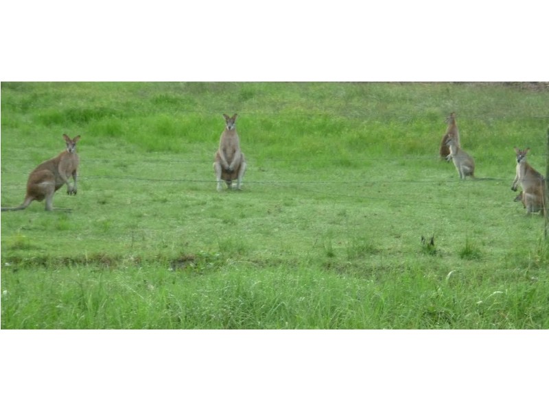 1081 Conway Road, Conway QLD 4800