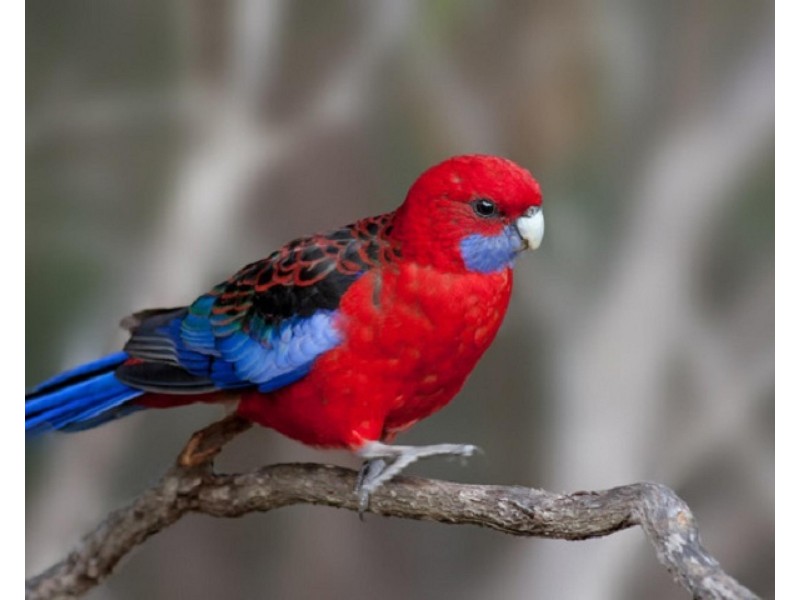 18 Grandmas Road, Smythesdale VIC 3351