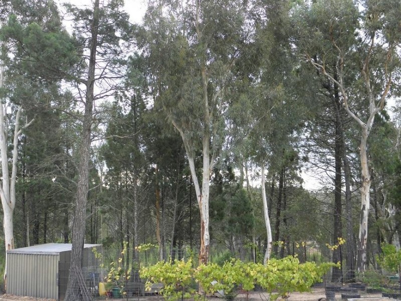 Coonabarabran NSW 2357