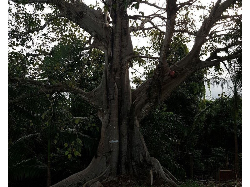 18 Hillview Court, Carmoo QLD 4852