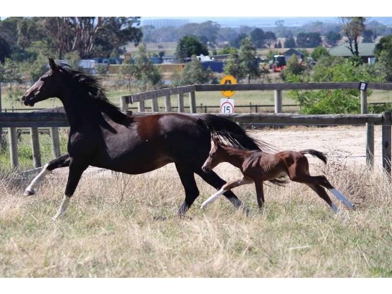 875 Westernport Highway, Skye VIC 3977