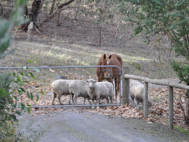 11 Synbank Road, Kersbrook SA 5231