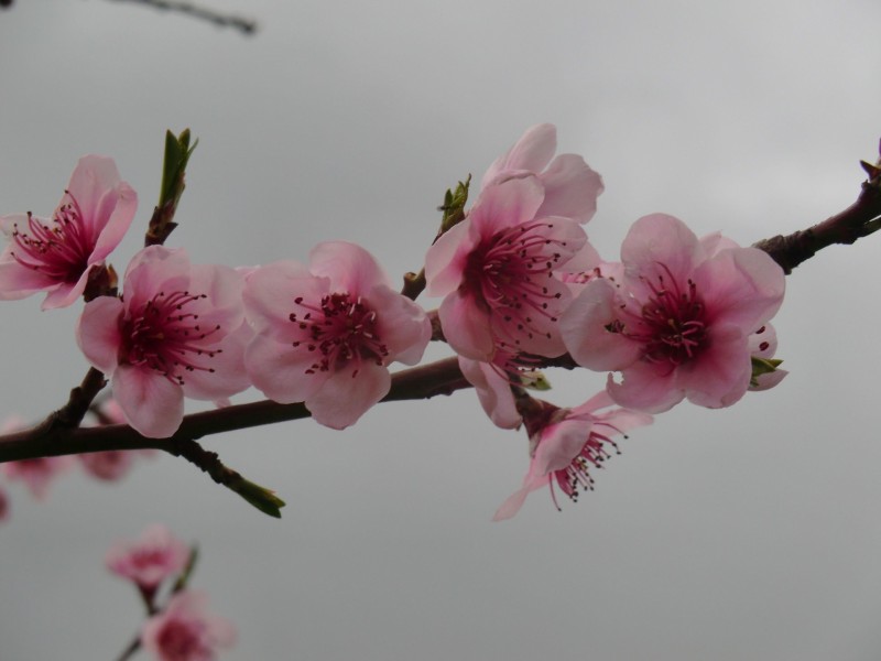 11 Synbank Road, Kersbrook SA 5231