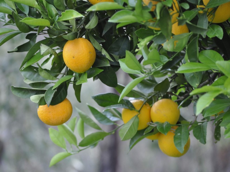 11 Synbank Road, Kersbrook SA 5231