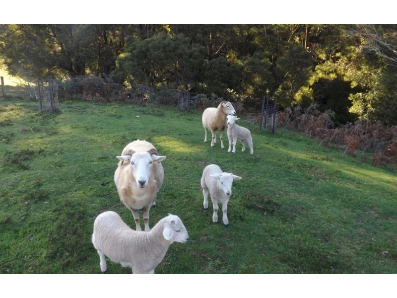 Wildwoods 499 Lapoinya Road, Lapoinya TAS 7325