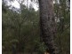 86 Tilly Road (Injidup), Yallingup WA 6282