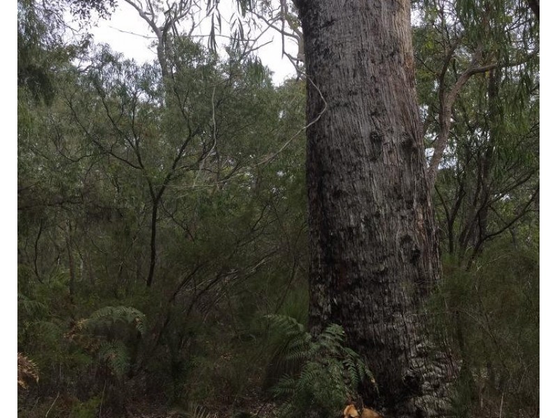 86 Tilly Road (Injidup), Yallingup WA 6282