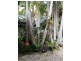491 Upper Wilsons Creek Road, Upper Wilsons Creek NSW 2482