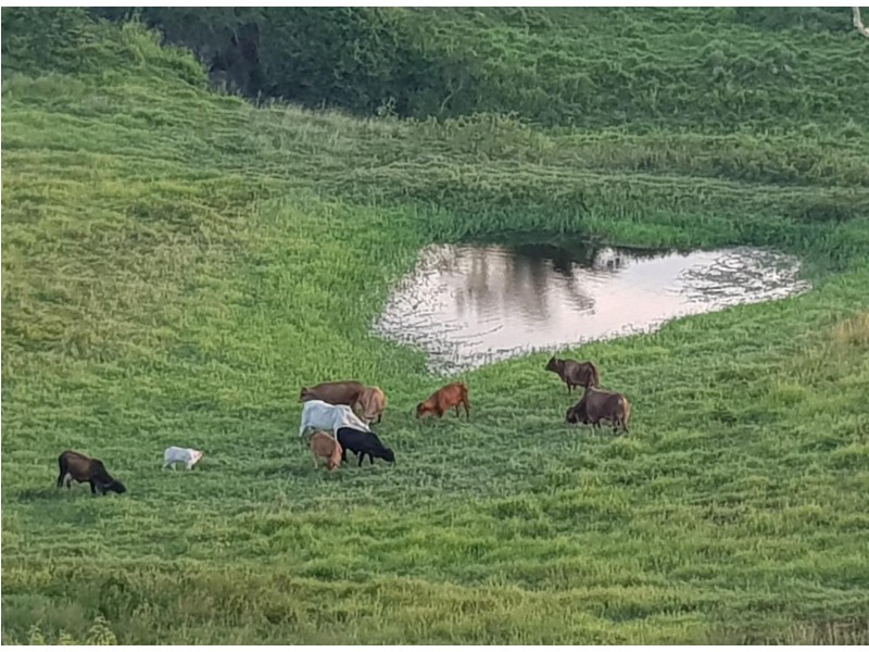 846 Devereux Creek Roadd, Devereux Creek QLD 4753