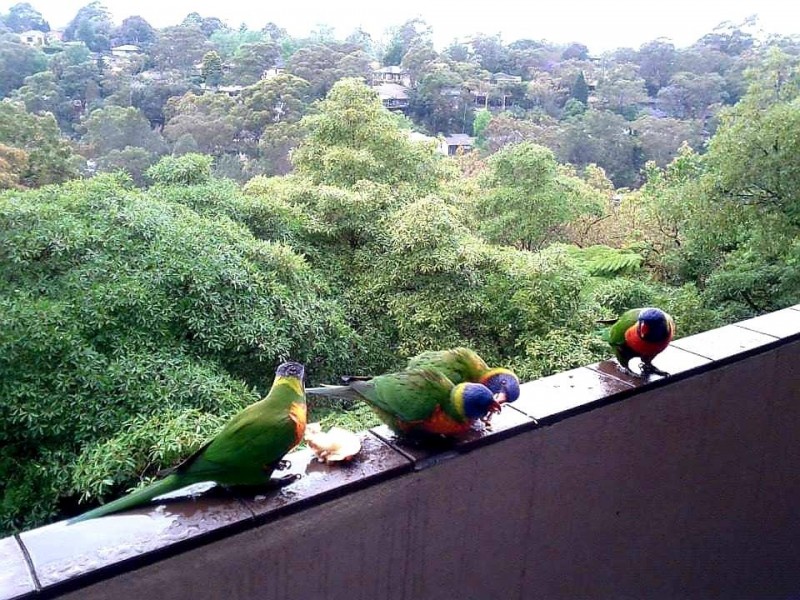 42/38 Cope Street, Lane Cove NSW 2066