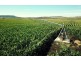 420 Watts Siding Road, Greenmount QLD 4359