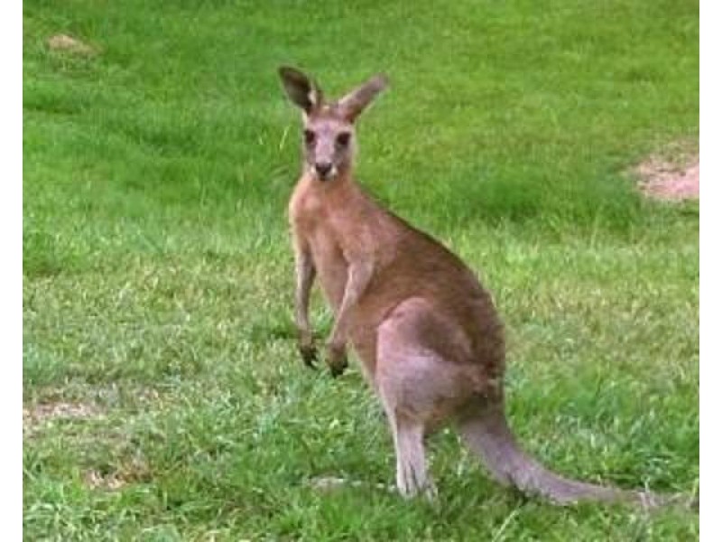 4 Warri Way, Currumbin Valley QLD 4223