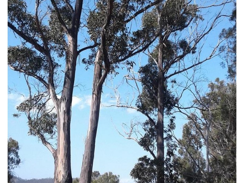 134 Drovers Rise, Carlton River TAS 7173