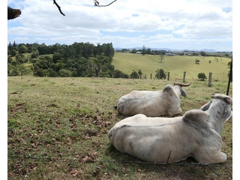 RN 75 Hosie Road, Tarzali QLD 4885