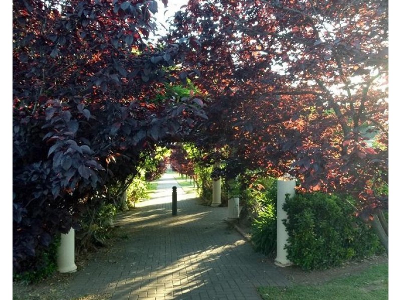 1/1 Raymond Walk, Toorak Gardens SA 5065