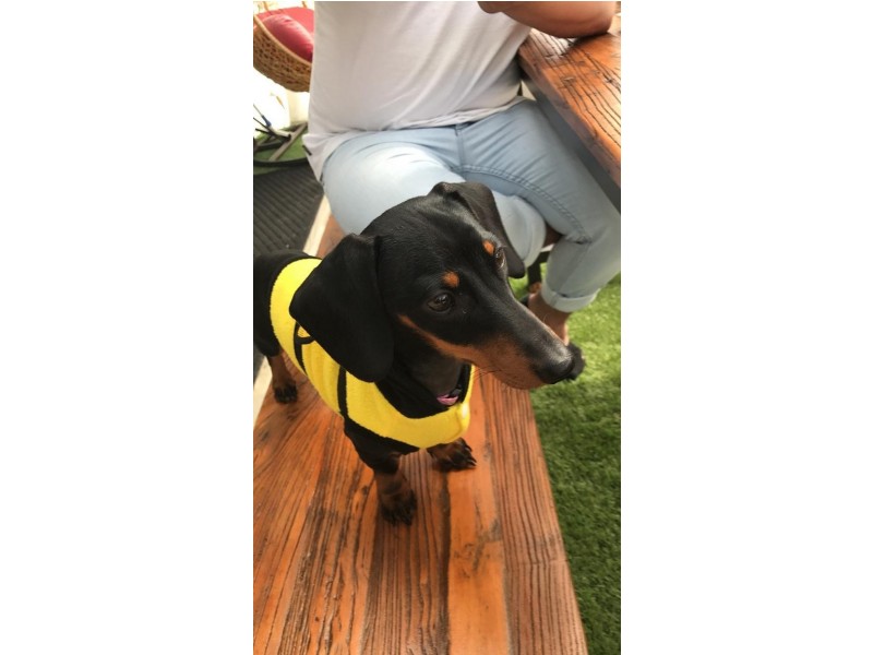 3 Shannon Avenue, Merrylands NSW 2160