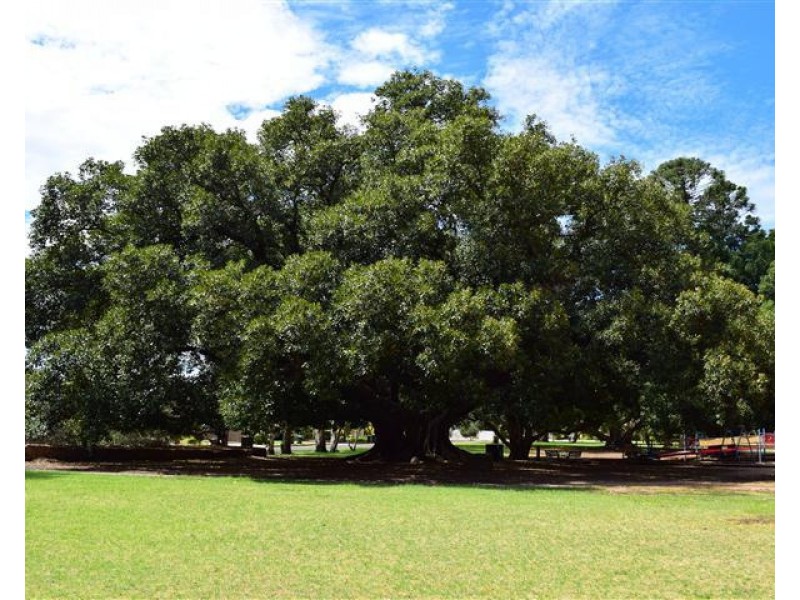 1 Hamish Grove, Rostrevor SA 5073