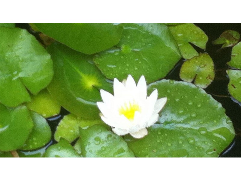 61 Duke St, East Fremantle WA 6158