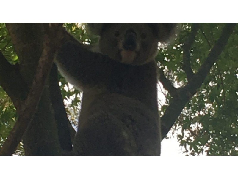 Binna Burra NSW 2479