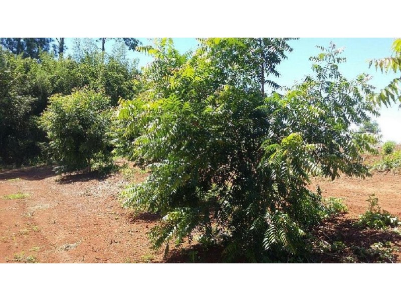 34 Dinner Creek Road, Garradunga QLD 4860