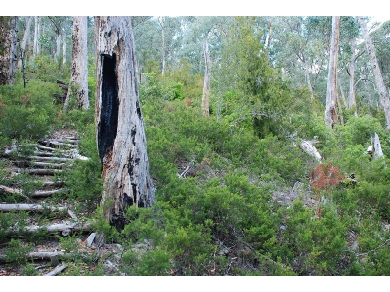 Lot 2 Guys Road, Cygnet TAS 7112