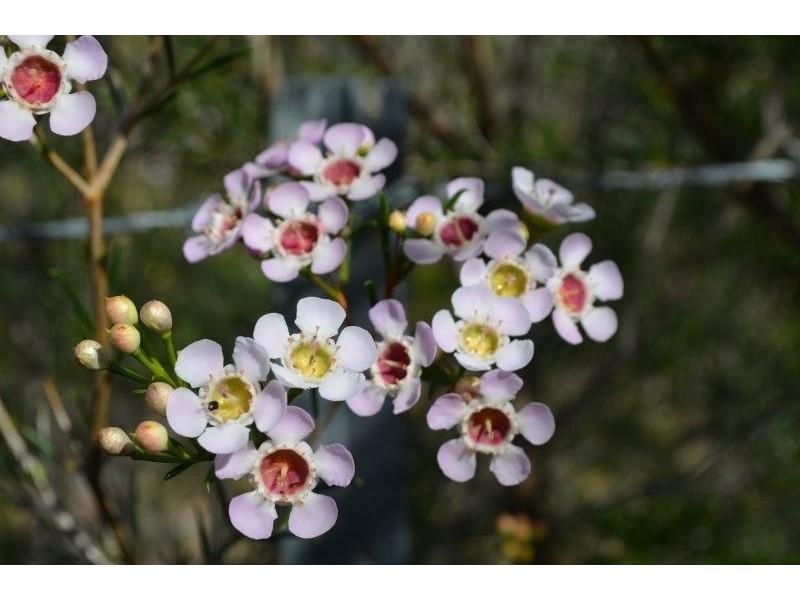 196 Wildflower Way, Karakin WA 6044