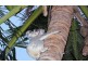 * St. Bees Island, Whitsundays QLD 4802