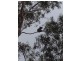 489 Trees Road, Tallebudgera QLD 4228
