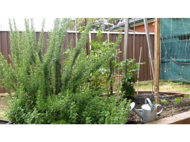 26 Harrington Street, Elderslie NSW 2570