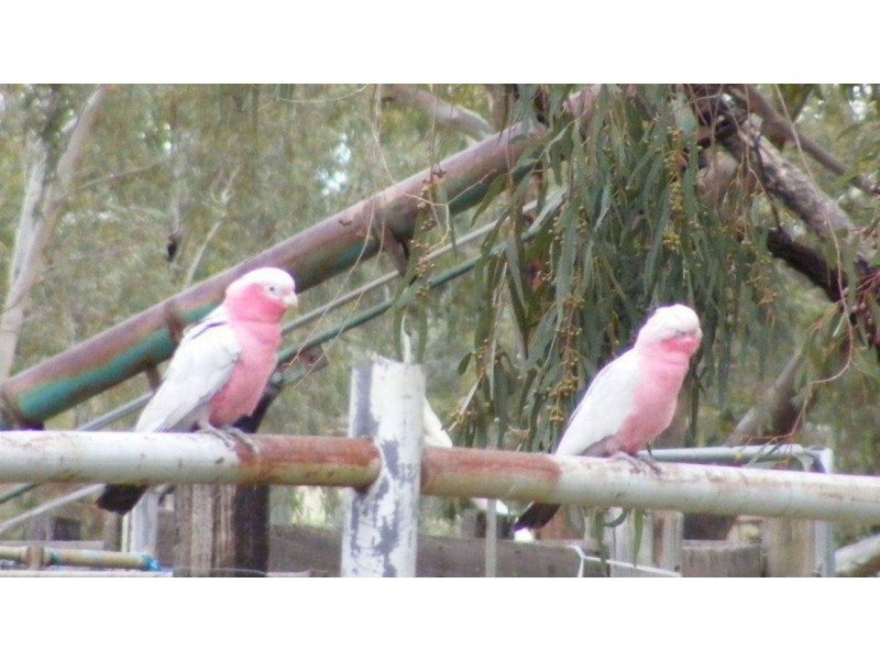 Grass Valley WA 6403