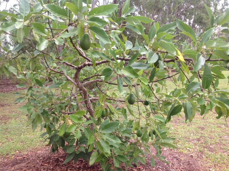 * Sigley Road, Wondecla QLD 4887