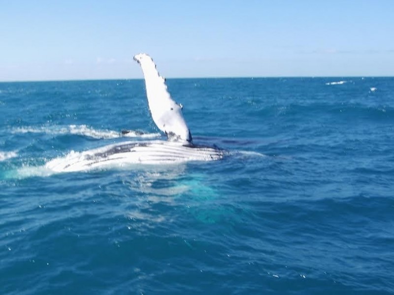 ** St. Bees Island, Whitsundays QLD 4802