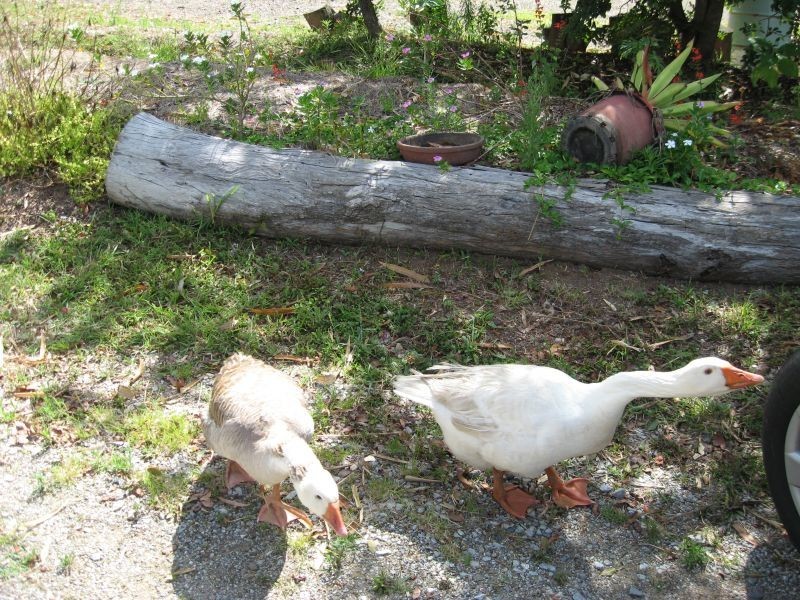 1-3 Balkin Street, Gunalda QLD 4570