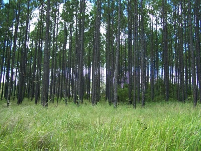 311 ARBORSEVEN Road, Glenwood QLD 4570