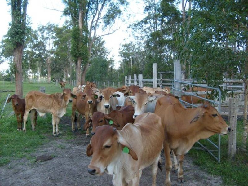 0 Rocks Road, Pie Creek QLD 4570