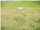 Lot 15, 27 Lillis Road, Gympie QLD 4570
