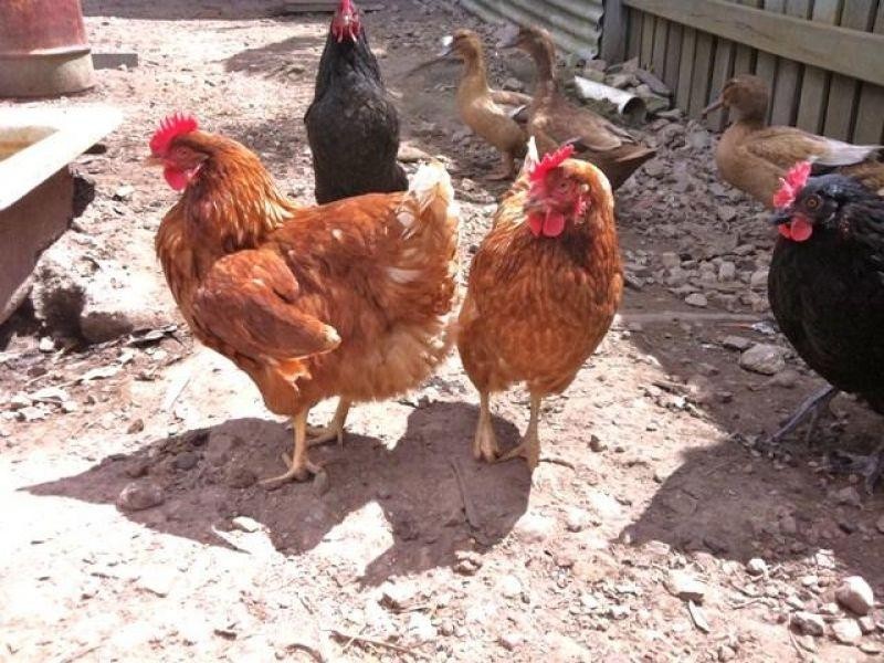 4 Farmborough Court, Southside QLD 4570