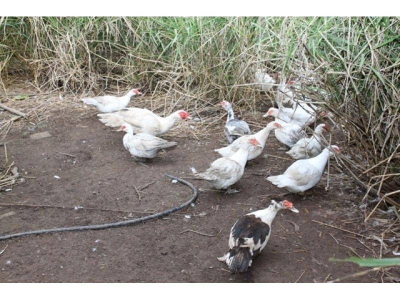 274 Neusavale Road, Wolvi QLD 4570