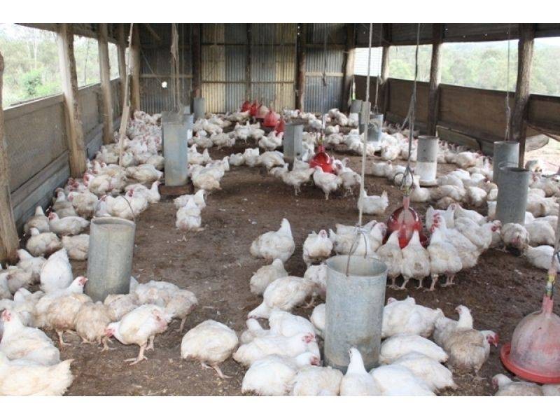 274 Neusavale Road, Wolvi QLD 4570