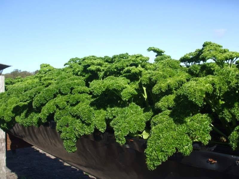 197 Stephan Road, Goomboorian QLD 4570