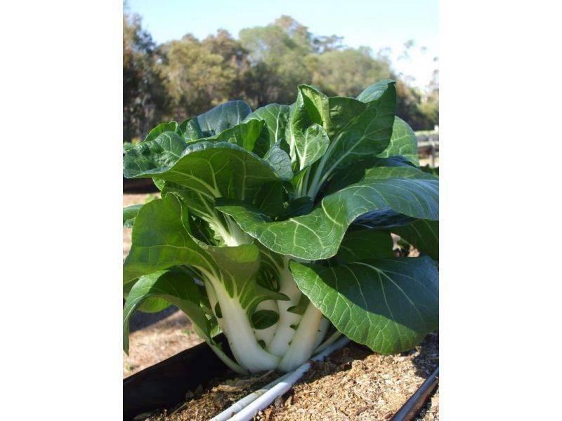 197 Stephan Road, Goomboorian QLD 4570