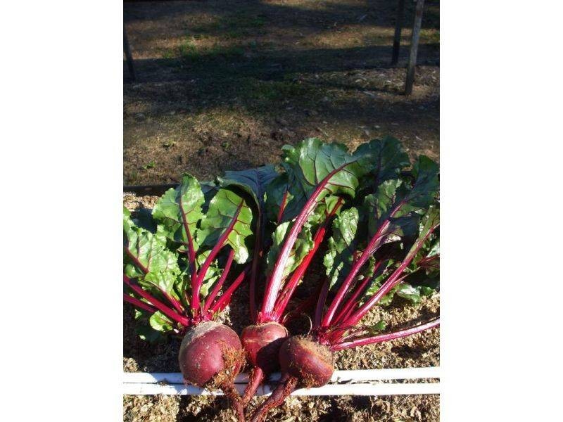 197 Stephan Road, Goomboorian QLD 4570