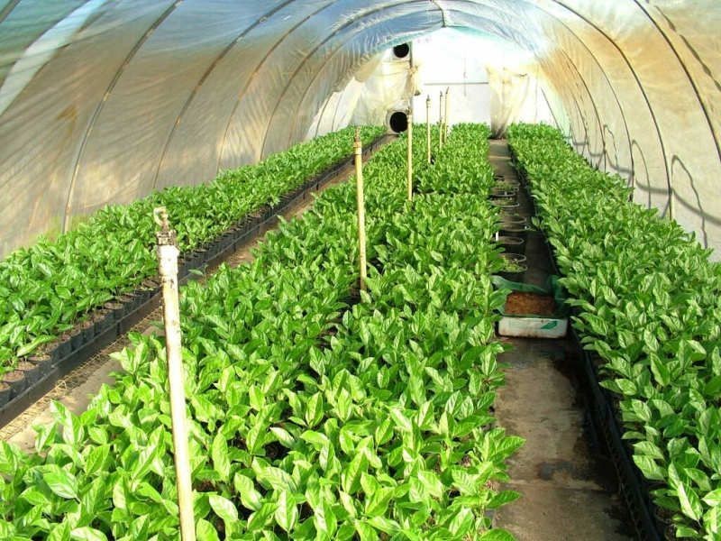 51 Blackgate Road, Amamoor QLD 4570