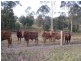 Belli Park QLD 4562