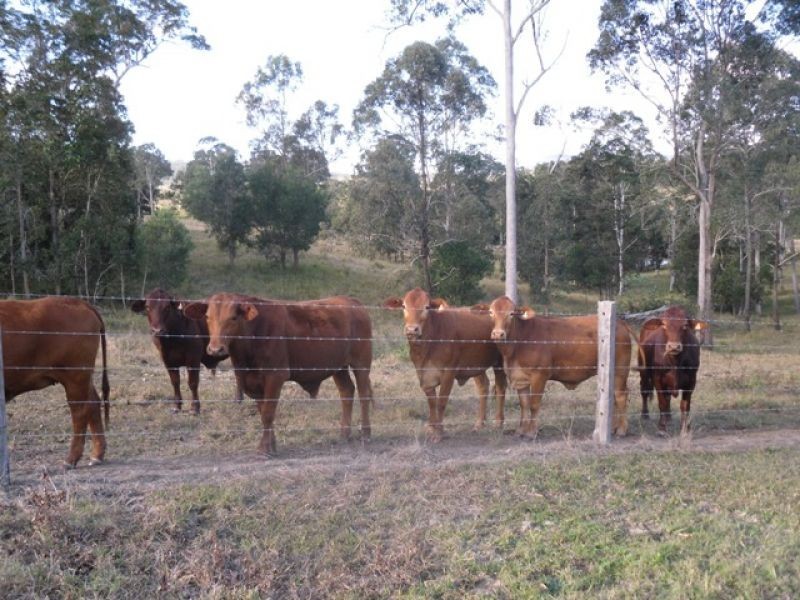 Belli Park QLD 4562