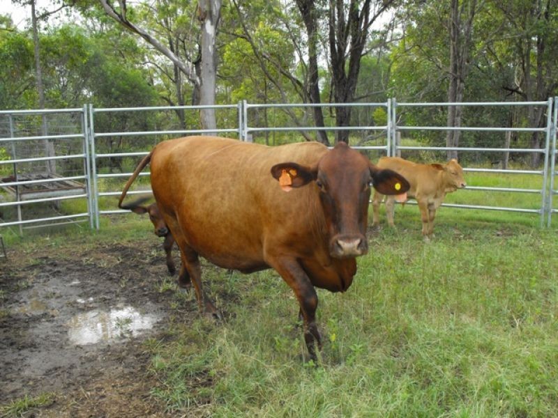 Mothar Mountain QLD 4570